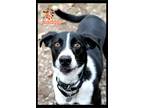 Adopt Badger a Black - with White Border Collie / Coonhound / Mixed dog in