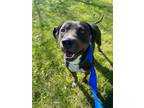 Adopt Jack a Black Labrador Retriever / Mixed dog in Maryville, MO (37978384)