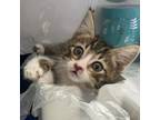 Adopt Garrett a Gray or Blue Domestic Shorthair / Mixed cat in Abilene