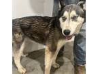 Adopt Star a Black Husky / Mixed dog in Eufaula, OK (37979598)