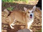 Adopt Poppy K17 5-4-23 a Brown/Chocolate Husky / German Shepherd Dog / Mixed dog