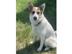 Adopt Betty a White Husky / Mixed dog in Calgary, AB (37795357)