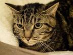 Adopt Gio a Brown Tabby Domestic Shorthair (short coat) cat in New York