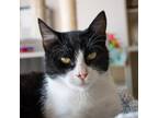 Adopt Brienne a All Black Domestic Mediumhair / Mixed cat in Morgan Hill