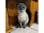 Adopt Hugo a Gray or Blue Domestic Shorthair / Mixed cat in N Las Vegas