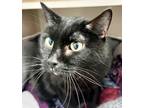 Adopt Perdue a All Black Domestic Shorthair (short coat) cat in Pagosa Springs