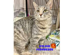 Adopt Sylvie - No Name a Gray or Blue Domestic Shorthair / Domestic Shorthair /