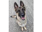 Adopt Griffin a Black - with Tan, Yellow or Fawn German Shepherd Dog / Mixed dog