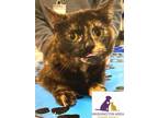 Adopt violet a Tortoiseshell Domestic Shorthair (short coat) cat in Eighty Four