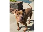 Adopt Drexie a Red/Golden/Orange/Chestnut American Pit Bull Terrier / Mixed dog