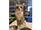 Adopt McGyver a Brown or Chocolate (Mostly) Domestic Shorthair (short coat) cat