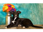 Adopt Patsy K18 4/27/23 a Black Labrador Retriever / Mixed dog in San Angelo