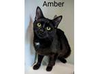 Adopt Amber a All Black Domestic Shorthair / Domestic Shorthair / Mixed cat in