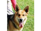 Adopt Lucah a Black - with Tan, Yellow or Fawn German Shepherd Dog / Mixed dog