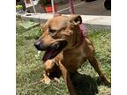 Adopt Fiona a Brown/Chocolate Mixed Breed (Medium) / Mixed dog in St.