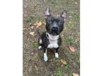 Adopt Zara a Black - with White American Pit Bull Terrier / Mixed dog in Chico