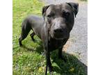 Adopt Joker a Black American Pit Bull Terrier / Mixed dog in Bedford