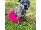 Adopt Janis a Brindle Mixed Breed (Medium) / Mixed dog in Bedford, PA (37955464)