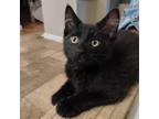 Adopt Adrian a All Black Domestic Mediumhair / Mixed cat in Kingman