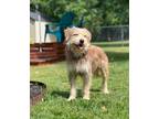 Adopt Schaeffer a Tan/Yellow/Fawn - with Black Terrier (Unknown Type