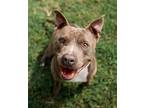 Adopt Gramps a Gray/Blue/Silver/Salt & Pepper Pit Bull Terrier / Mixed dog in