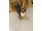 Adopt Mooky a Domestic Shorthair / Mixed (short coat) cat in Bourbonnais