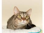 Adopt LOLANA a Brown Tabby Domestic Shorthair (short coat) cat in Wyandotte
