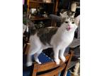 Adopt Gulliver a Gray, Blue or Silver Tabby Turkish Van (short coat) cat in Cut