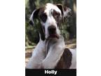 Adopt Kelly a Brown/Chocolate - with White Great Dane / Mixed dog in Jupiter