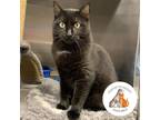 Adopt Periwinkle a All Black Domestic Shorthair / Domestic Shorthair / Mixed cat