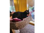 Adopt Magic a All Black Domestic Shorthair (short coat) cat in Whittier