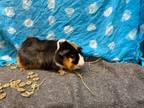 Adopt Dionne a Guinea Pig small animal in Elizabethtown, KY (37843383)