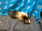 Adopt Patsy a Guinea Pig small animal in Elizabethtown, KY (37843384)