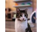 Adopt P.J. a Spotted Tabby/Leopard Spotted Domestic Shorthair / Mixed cat in