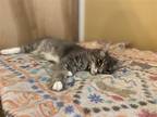 Adopt Malcolm a Gray or Blue (Mostly) Domestic Mediumhair / Mixed cat in