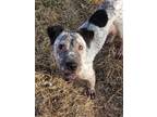 Adopt Higgins a White - with Black Shar Pei / Cattle Dog dog in Point