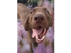 Adopt Scout pka Harper a Labrador Retriever / Bloodhound dog in Point