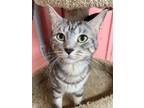 Adopt Loretta Lynn a Domestic Shorthair / Mixed (short coat) cat in Ft.