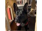 Adopt Hugo a Black German Shepherd Dog / Mixed dog in Walnut Creek