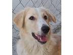 Adopt NONA - local bond w/ Kati - sf a White Golden Retriever / Husky dog in