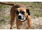 Adopt Vixie a Brown/Chocolate - with White Boxer / Pit Bull Terrier dog in