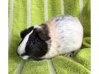 Adopt Elizza a White Guinea Pig small animal in Imperial Beach, CA (35235663)