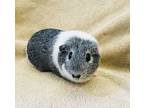 Adopt Hero Mama a White Guinea Pig small animal in Imperial Beach, CA (35235691)