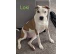 Adopt Loki aka Blast a Tan/Yellow/Fawn - with White American Pit Bull Terrier