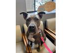 Adopt Layla a American Pit Bull Terrier / Mixed dog in Meriden, CT (32720717)