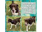 Adopt 2023-05-043 *Chloe* a Anatolian Shepherd / Labrador Retriever / Mixed dog