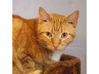 Adopt Gopher a Orange or Red Domestic Shorthair / Mixed cat in Port Washington