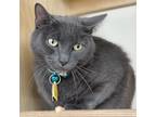 Adopt Oliver a Domestic Shorthair / Mixed cat in Port Washington, NY (37938534)