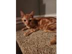 Adopt Charlie a Tiger Striped Domestic Shorthair (short coat) cat in Monrovia