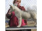 Siberian Husky Puppy for sale in Little Falls, MN, USA